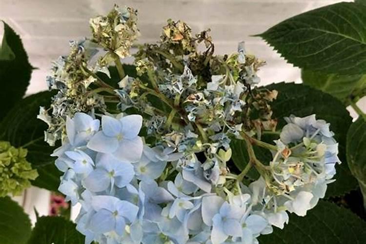 家里的绣球花开始萌芽了,后续该怎么来养护呢？