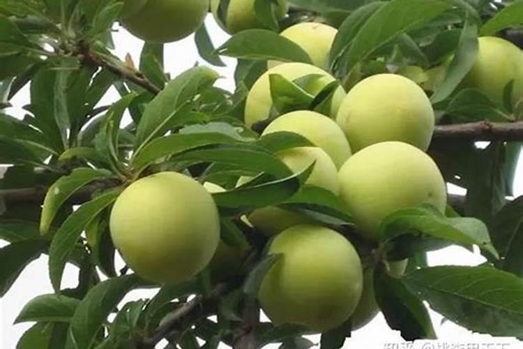 菜地里长了青苔菜长不大是怎么回事啊？