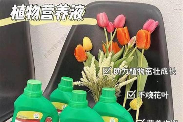 多肉施肥用什么肥料长得壮