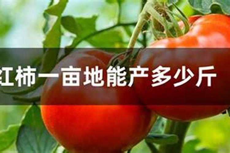 俄罗斯硫酸钾为啥便宜