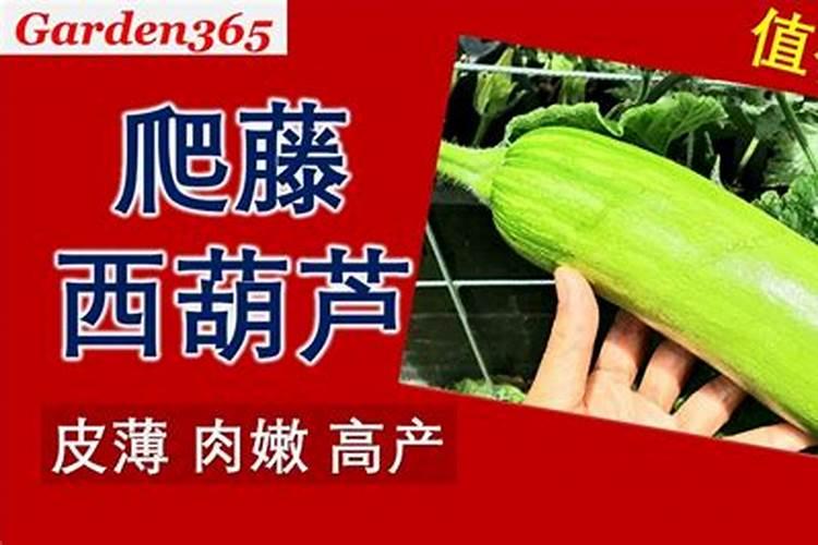 西葫芦露天种植怎么浇水施肥最好