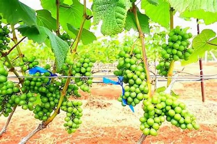 种植葡萄需要怎么施肥