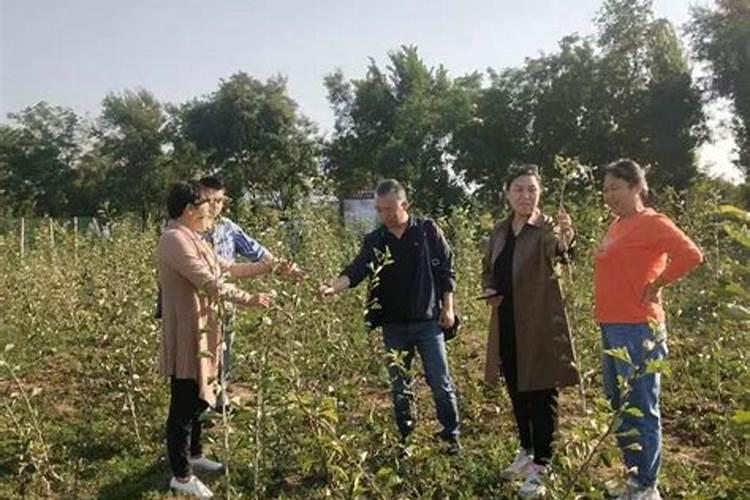 适应性非常强的山楂树,究竟该上哪些肥料最合适？