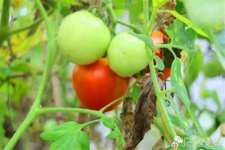 梨子喷施什么叶面肥果子会更甜？