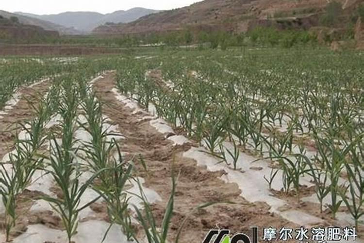 大蒜该怎么种植？