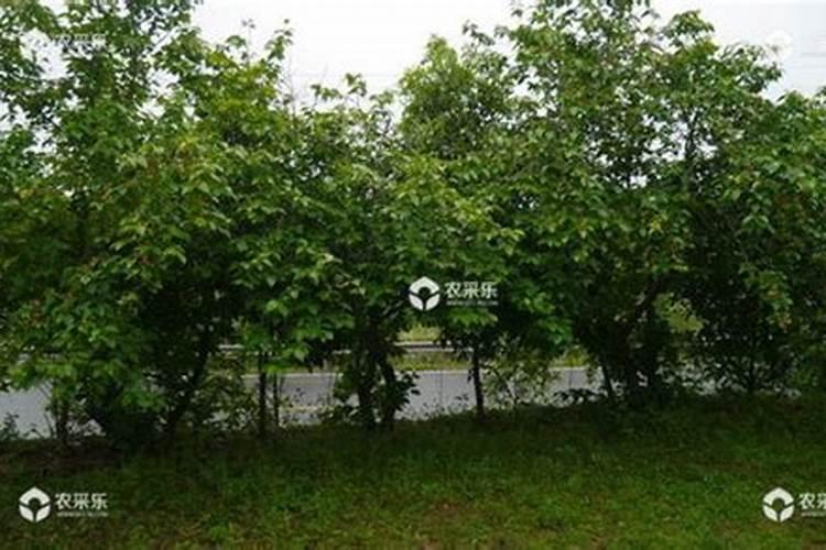 盆栽樱树苗树势不旺怎么办？