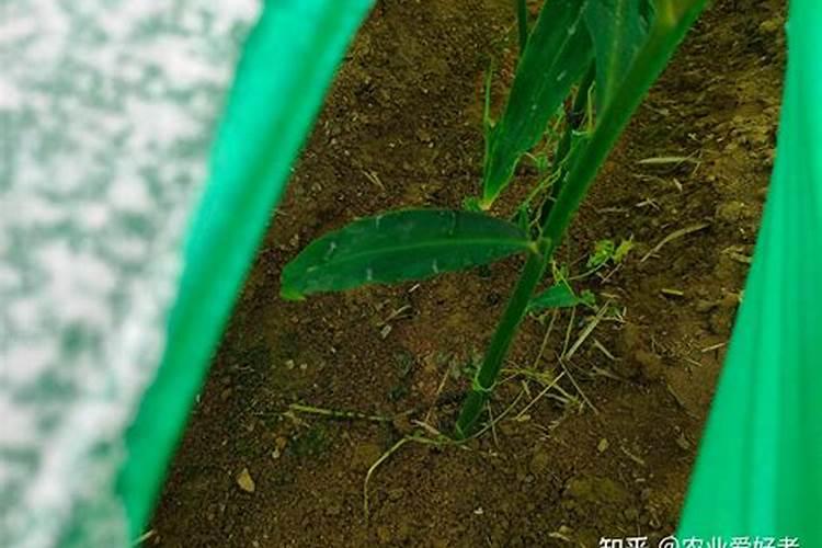 西红柿怎样施肥才能杆粗叶壮？