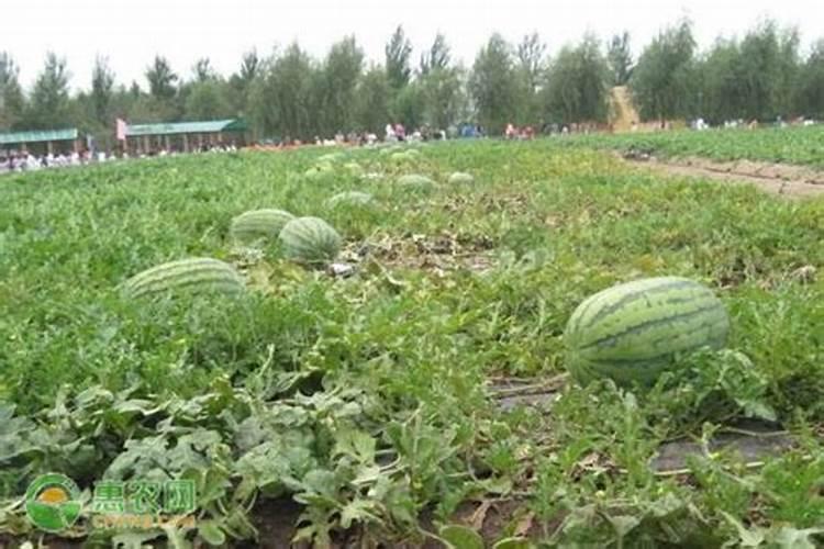 西瓜地用什么钙肥施底肥好？