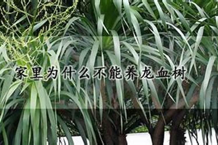 辣椒叶子发黑怎么补救辣椒叶子发黑如何补救