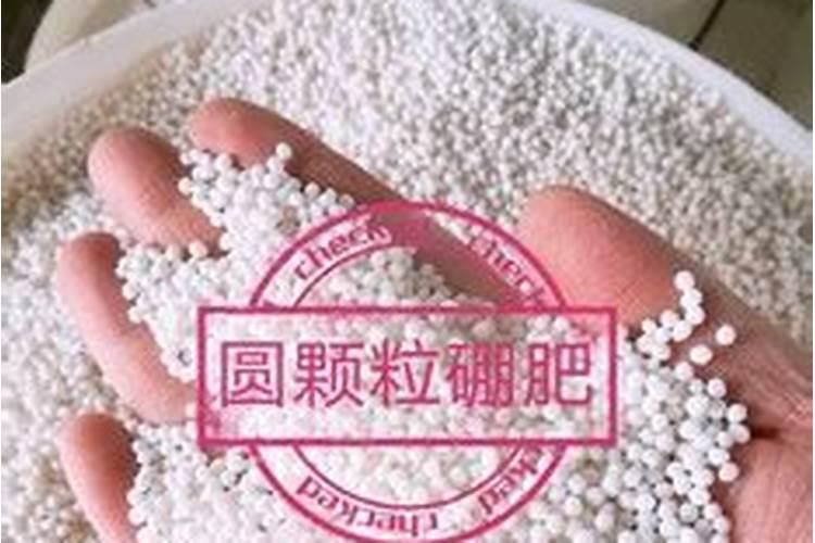 哪个饼肥最好