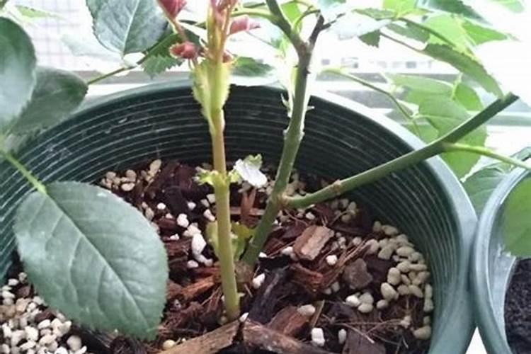 要想月季花快速冒笋芽该怎么养护