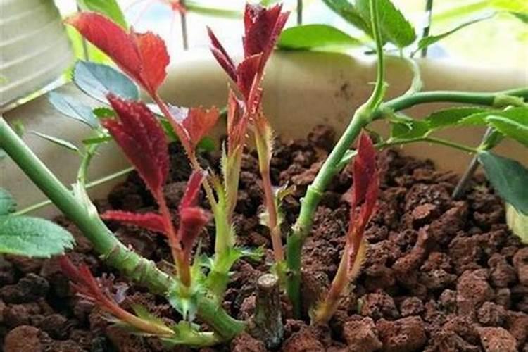 月季花怎么施肥,月季花施什么肥好？