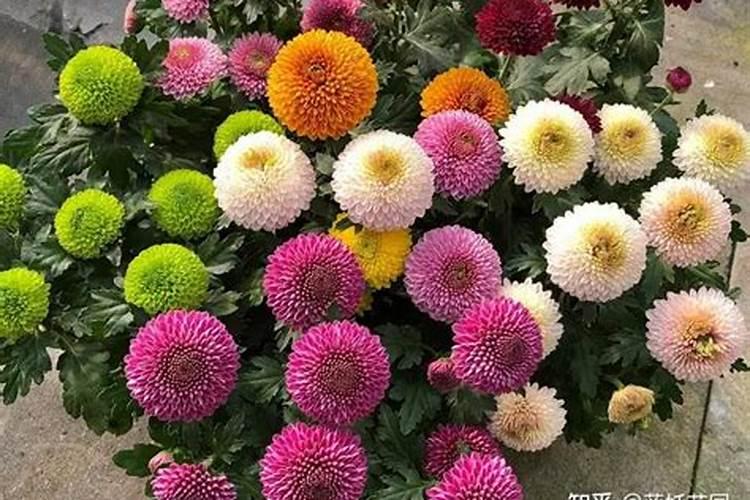 硅肥施肥方法