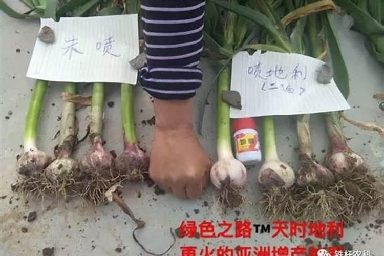 地膜大蒜的高产栽培技术 大蒜怎么施肥好