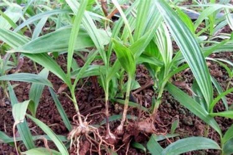 芸苔素内酯浇花的正确方法