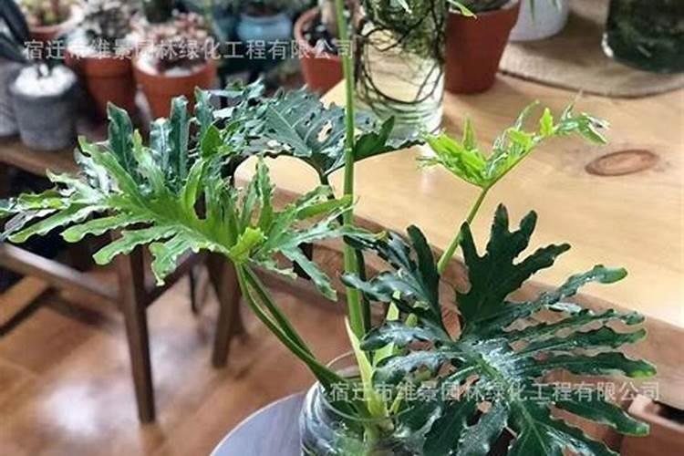 种豆用什么肥料最好