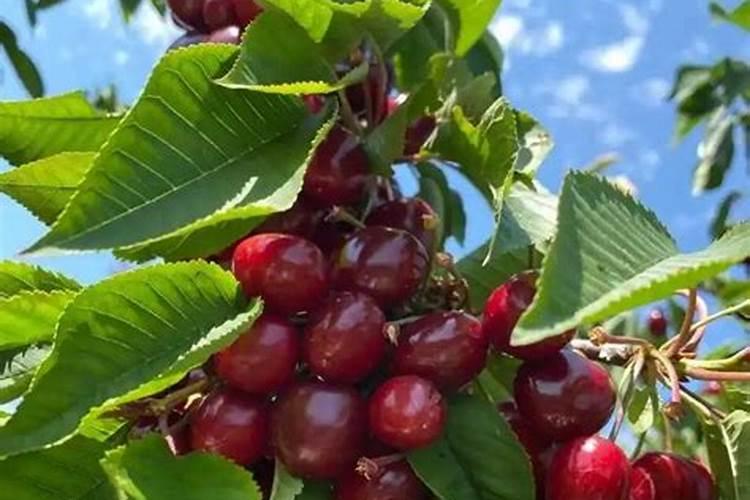 樱桃结果期冲施什么肥料好？樱桃膨果期用哪种水溶肥效果好？