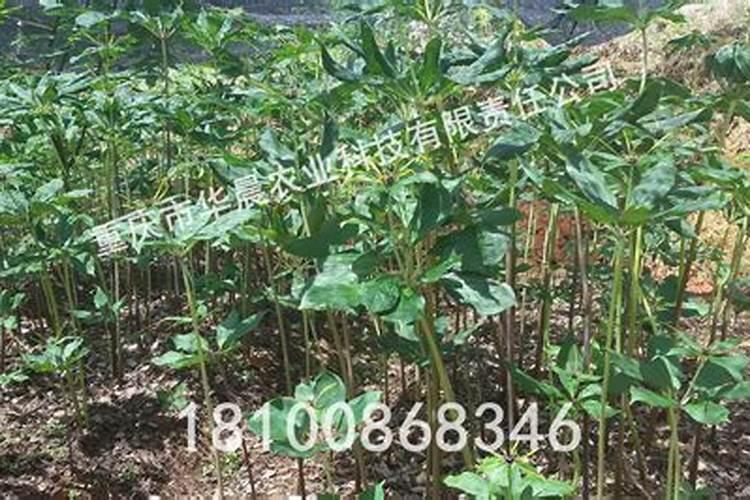 复合肥在土壤上多长时间会挥发？