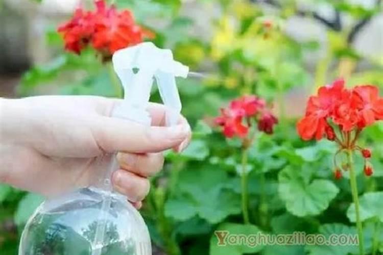 葡萄膨果期用什么肥料