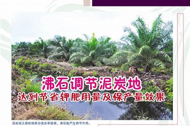 用什么土种植物最旺盛