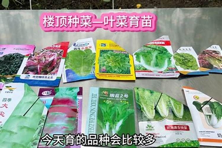 常见大棚芹菜施肥误区,如何正确施肥,施肥注意事项