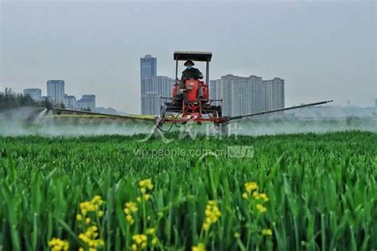 菜苗出土后应该施什么肥