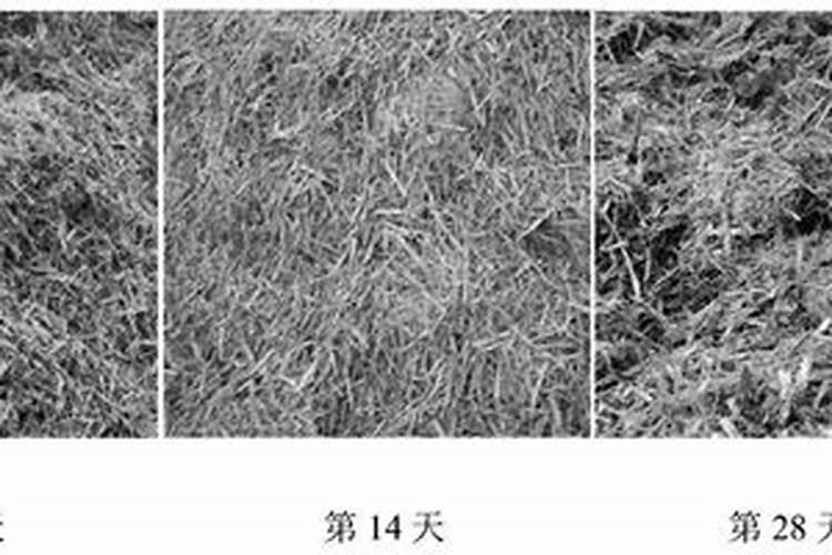 自制磷肥肥有哪些