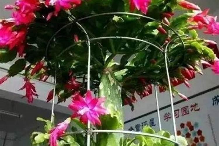 蟹爪兰和长寿花能一起养吗 蟹爪兰有花苞了怎么养