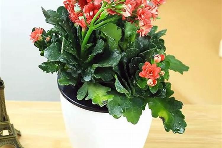 油茶饼可以做肥料吗