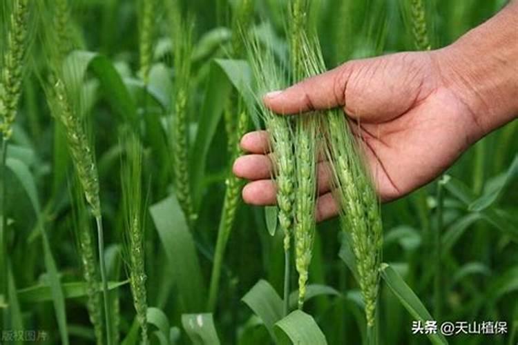 沙土地,种小麦如何施肥
