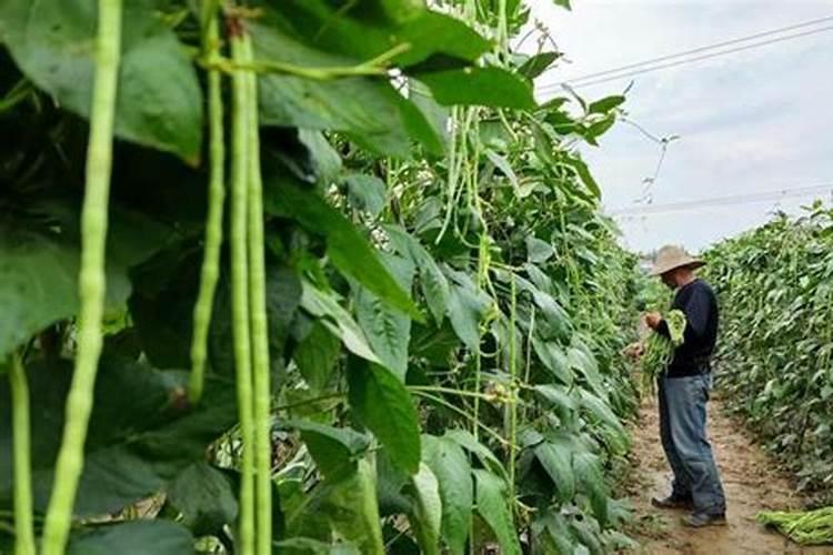 豆角追肥用什么配方的好