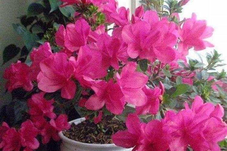 杜鹃花施什么肥料好 杜鹃花适合施哪种肥