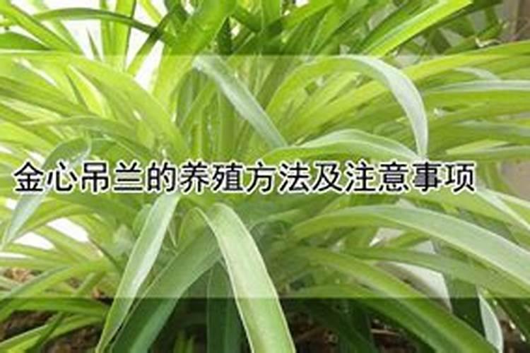 金心吊兰的养殖方法及注意事项