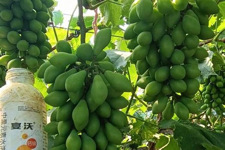 果树补钙的最佳时间 一年需要补钙几次