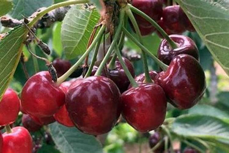 磷肥放多了会烧根吗
