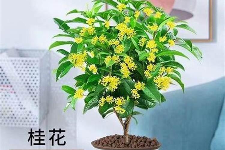 兰迪斯鳌合钙和拜耳公司的沃生钙有什么区别用在草莓上