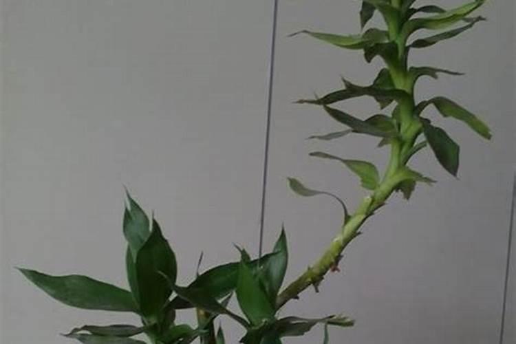 三十烷醇和芸苔素区别