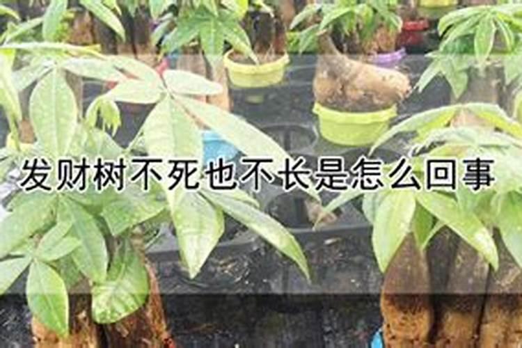 怎么让发财树生根