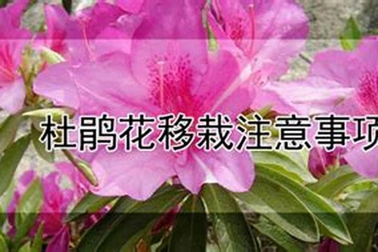 刚买的杜鹃花也要施肥吗