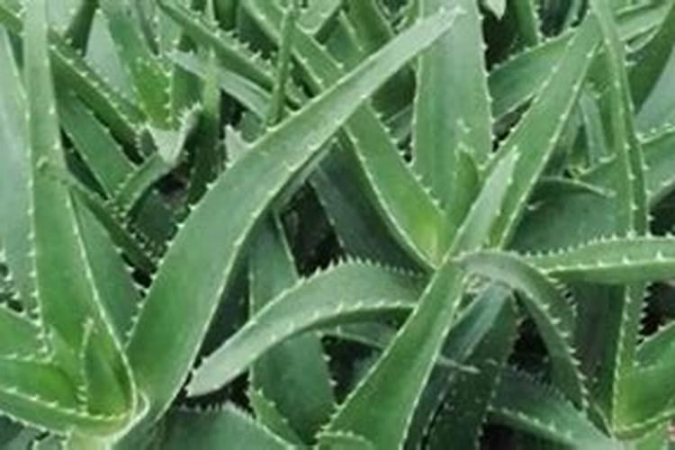 芦荟的施肥方法用什么肥料好？