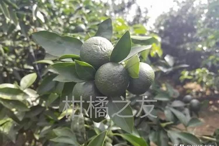 柑橘施肥时间和用量 柑橘施肥时间和用量是什么