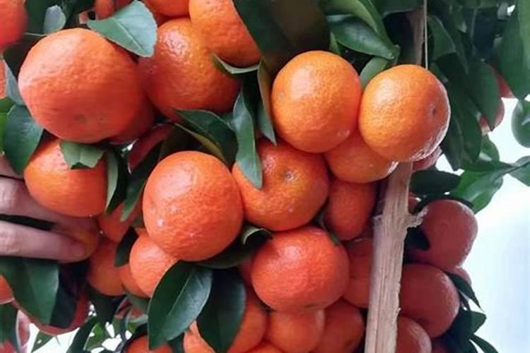沙漠玫瑰开花时可以浇水和施肥吗