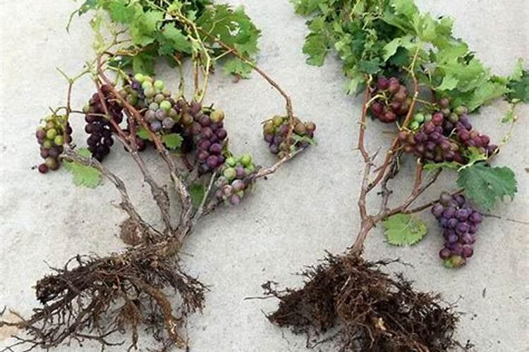 植物营养液能代替花肥吗;花肥和营养液可以一起用吗