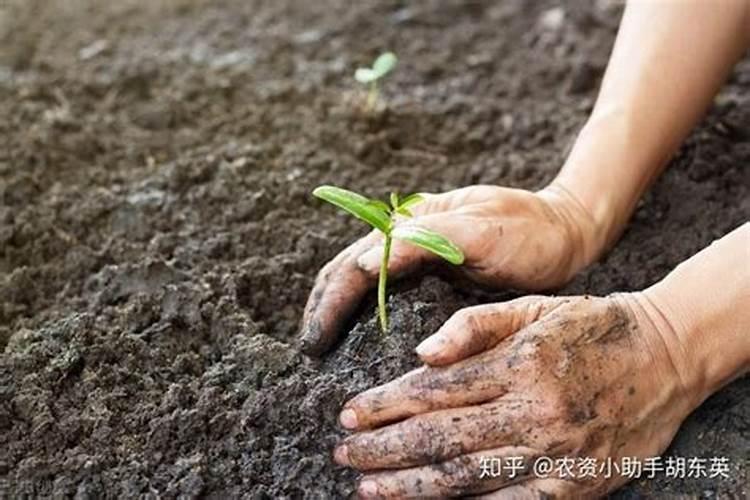小麦要打几次农药