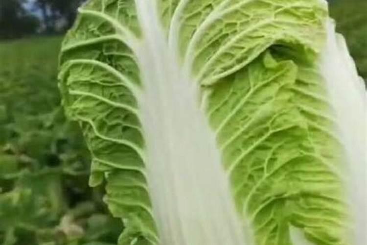 花上营养液好还是花肥好？