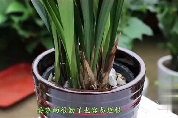 兰花用什么肥可以多开花,自制兰花肥料方法
