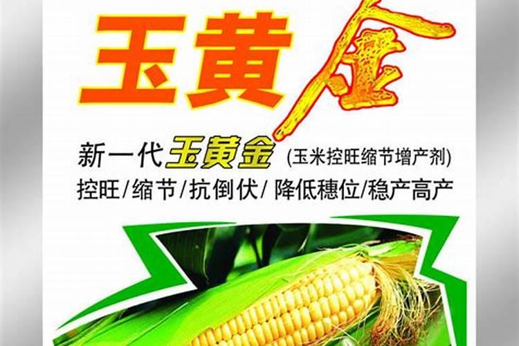 这种植物哪位大神知道叫什么名字
