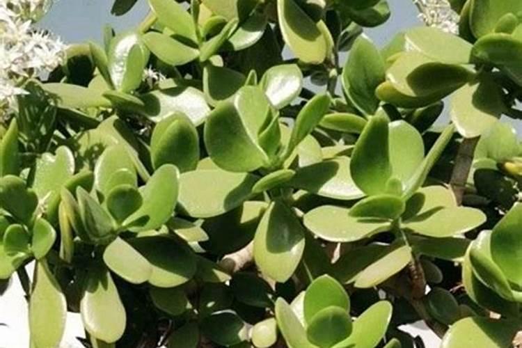 玉树过冬的方法