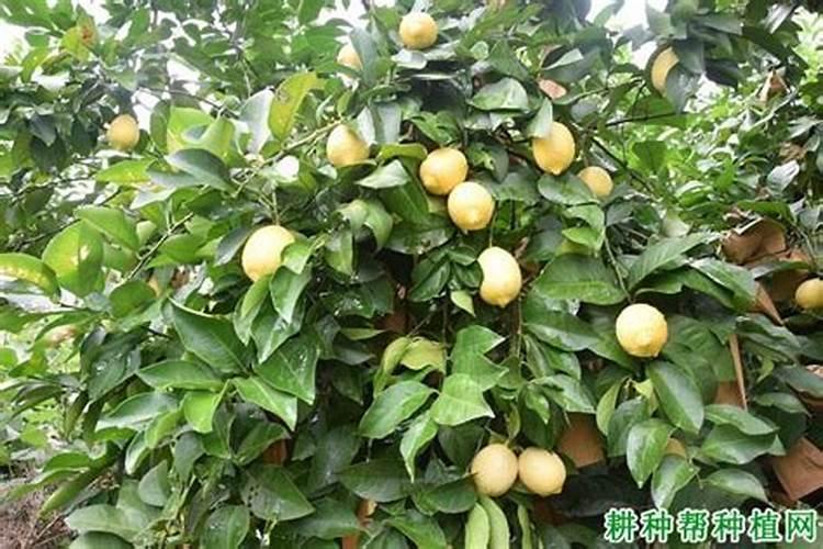 葡萄什么时间用鱼蛋白比较好？