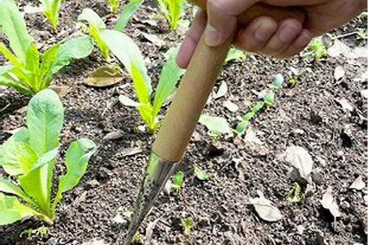 玫瑰花施肥施什么肥料,施肥太多了怎么办